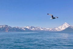 Kamchatka-Bird-and-Sea